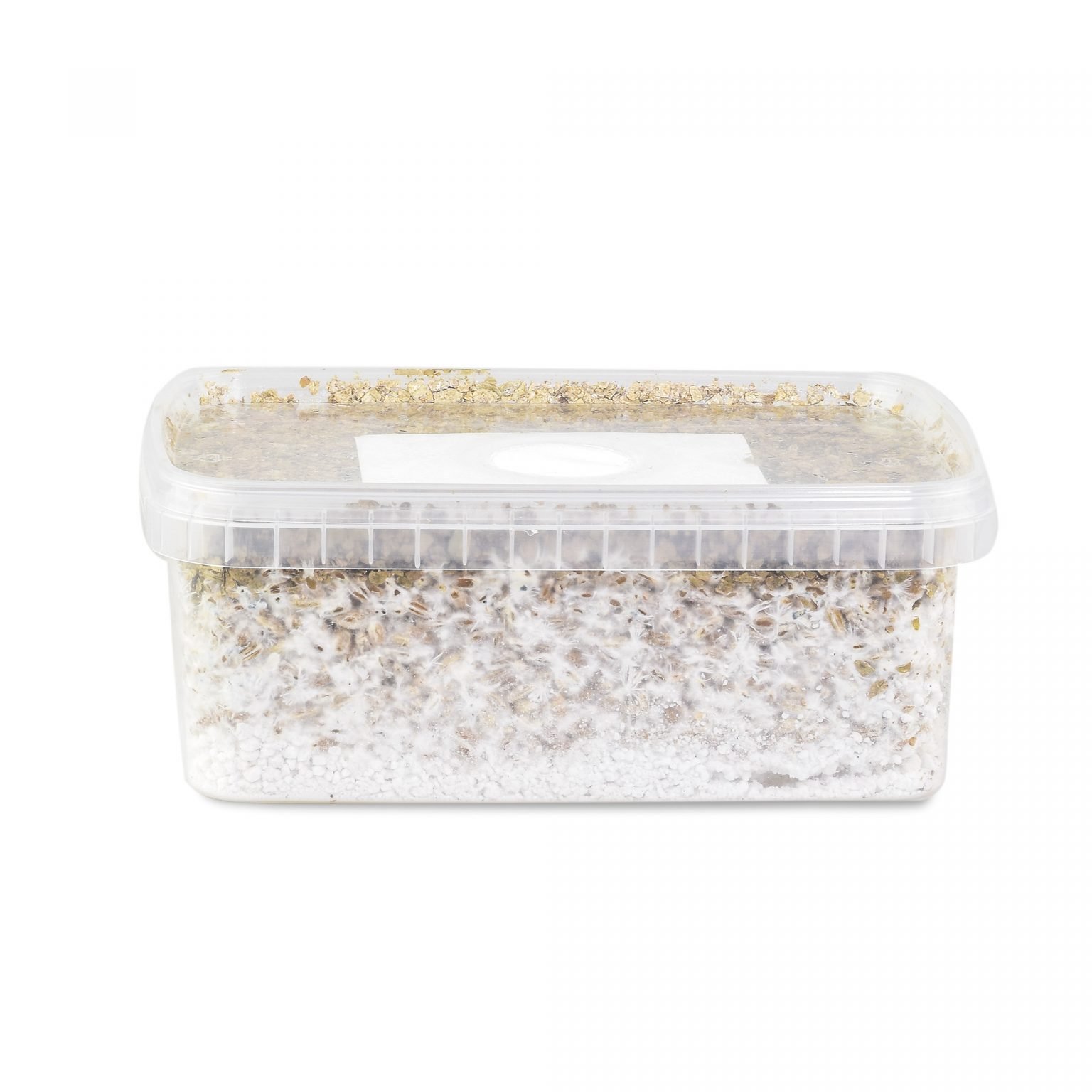 Buy the Albino A+ mushroom grow kit for sale online USA to easily harvest fresh fungi at home. Buy this clear plastic Albino A+ mushroom grow kit for sale online USA for reliable daily harvests. Buy the active mycelium Albino A+ mushroom grow kit for sale online USA to enjoy fast growth.