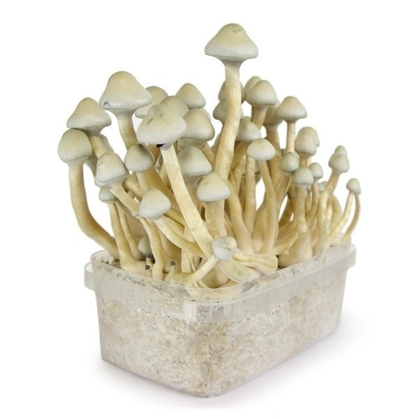 Buy the Albino A+ mushroom grow kit for sale online USA to easily harvest potent fungi at home. Buy this white Albino A+ mushroom grow kit for sale online USA to safely cultivate fresh crops fast. Buy the tall pale Albino A+ mushroom grow kit for sale online USA to quickly grow exotic strains.