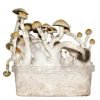 Buy Albino Penis Envy mushroom grow kit for sale online Australia featuring a clear tub to harvest potent fungi easily. Buy this Albino Penis Envy mushroom grow kit for sale online Australia showing dense clusters on white to cultivate quickly. Buy the Albino Penis Envy mushroom grow kit for sale online Australia displayed in a transparent tub for effortless tracking.