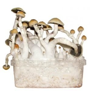 Buy Albino Penis Envy mushroom grow kit for sale online Australia featuring a clear tub to harvest potent fungi easily. Buy this Albino Penis Envy mushroom grow kit for sale online Australia showing dense clusters on white to cultivate quickly. Buy the Albino Penis Envy mushroom grow kit for sale online Australia displayed in a transparent tub for effortless tracking.