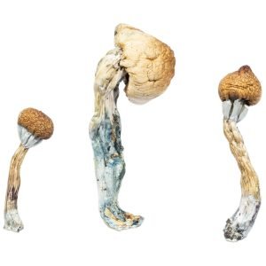Buy three dried Albino Penis Envy mushrooms for sale online Australia to experience potent, fast-acting psychoactive effects. Buy dried Albino Penis Envy mushrooms for sale online Australia featuring distinctive pale caps for intense clarity. Buy these dried, white Albino Penis Envy mushrooms for sale online Australia to enjoy a convenient, shelf-stable dose.