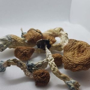 Buy dried Amazonian Magic Mushrooms for sale online Australia to experience a potent and reliable spiritual journey. Buy these sun-dried Amazonian Magic Mushrooms for sale online Australia for convenient and fast natural relief. Buy bulk dried Amazonian Magic Mushrooms for sale online Australia to enjoy consistent earthy flavours and effects.