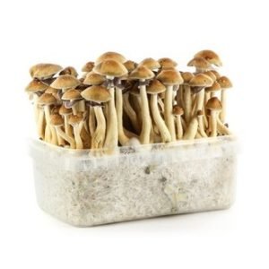 Buy the Amazonian Mushroom Grow Kit for sale online Australia to easily harvest fresh fungi at home. Buy this Amazonian Mushroom Grow Kit for sale online Australia to quickly grow dense magic mushrooms. Buy our Amazonian Mushroom Grow Kit for sale online Australia to effortlessly cultivate fresh fungi.