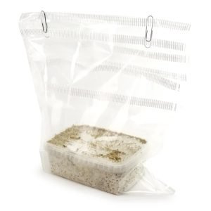 Buy B+ mushroom grow kit 1 for sale online Australia to enjoy fresh home harvests. Buy the B+ mushroom grow kit 1 for sale online Australia for easy indoor cultivation. Buy B+ mushroom grow kit 1 for sale online Australia featuring paperclip seals for simple setups.