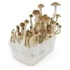 Buy the B+ mushroom grow kit for sale online Australia to easily harvest fresh fungi at home. Buy this B+ mushroom grow kit for sale online Australia to quickly yield fresh magic crops. Buy the B+ mushroom grow kit for sale online Australia to effortlessly grow fresh fungi.