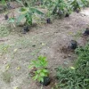 BUY IBOGA POT NURSERY IN USA ONLINE