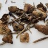 Wavy Caps Magic Mushrooms For Sale in USA