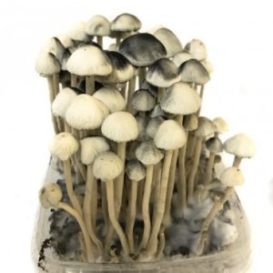 Buy Copelandia Hawaiian mushroom grow kit for sale online Australia to easily harvest fresh fungi at home. Buy this white and black Copelandia Hawaiian mushroom grow kit for sale online Australia for fast indoor cultivation results. Buy the Copelandia Hawaiian mushroom grow kit in a plastic tub for sale online Australia to effortlessly grow gourmet crops.