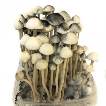 Buy Copelandia Hawaiian mushroom grow kit for sale online USA to easily harvest fresh fungi at home. Buy this white and black Copelandia Hawaiian mushroom grow kit for sale online USA for fast indoor cultivation results. Buy the Copelandia Hawaiian mushroom grow kit in a plastic tub for sale online USA to effortlessly grow gourmet crops.