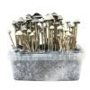 Buy Copelandia Hawaiian mushroom grow kit for sale online USA to enjoy fast harvests. Buy Copelandia Hawaiian mushroom grow kit for sale online USA for easy indoor cultivation. Buy Copelandia Hawaiian mushroom grow kit for sale online USA to yield potent crops.