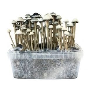Buy Copelandia Hawaiian mushroom grow kit for sale online Australia to enjoy fast harvests. Buy Copelandia Hawaiian mushroom grow kit for sale online Australia for easy indoor cultivation. Buy Copelandia Hawaiian mushroom grow kit for sale online Australia to yield potent crops.