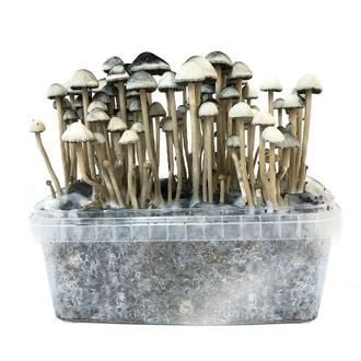 Buy Copelandia Hawaiian mushroom grow kit for sale online USA to enjoy fast harvests. Buy Copelandia Hawaiian mushroom grow kit for sale online USA for easy indoor cultivation. Buy Copelandia Hawaiian mushroom grow kit for sale online USA to yield potent crops.
