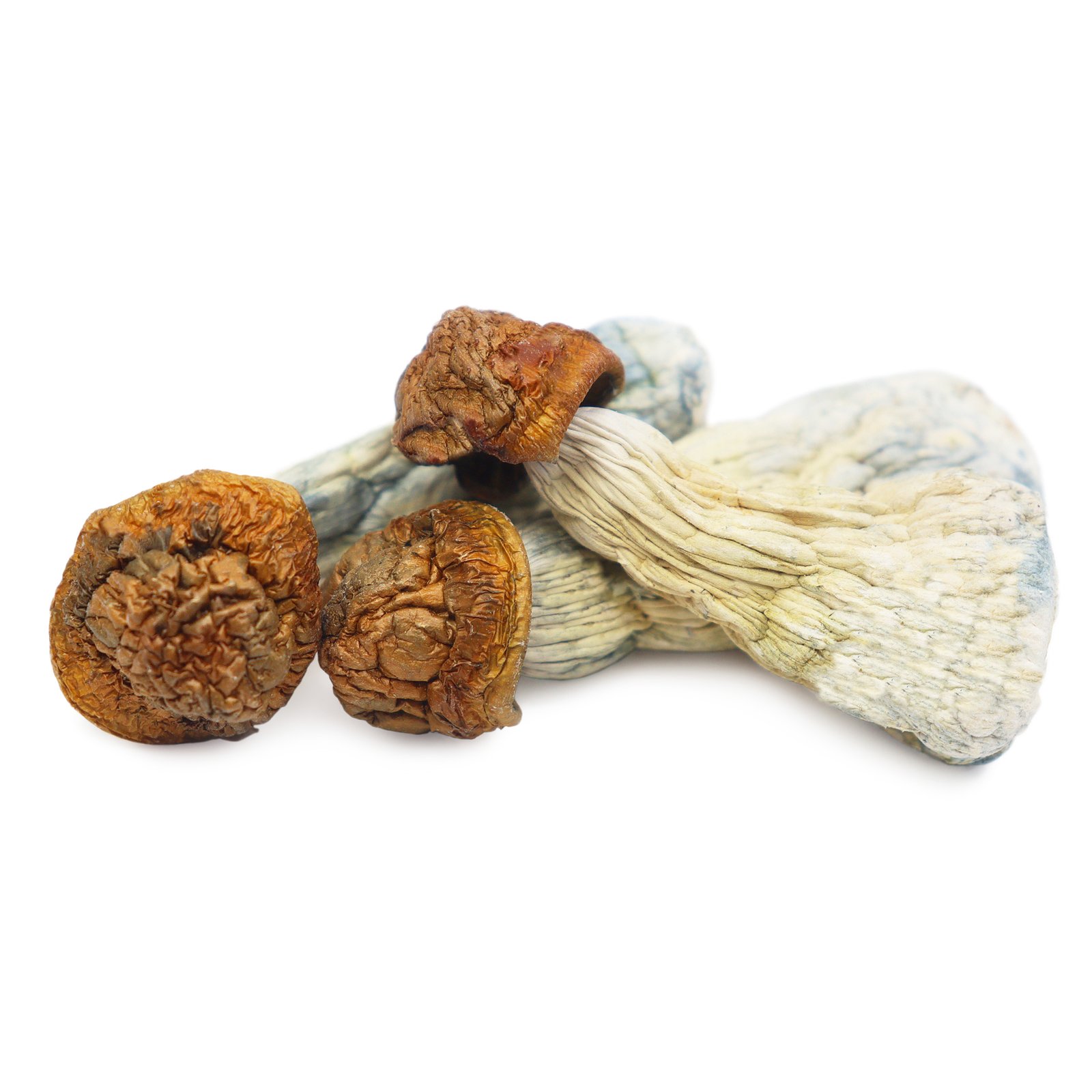 Buy Gold Member Magic Mushrooms In USA Online