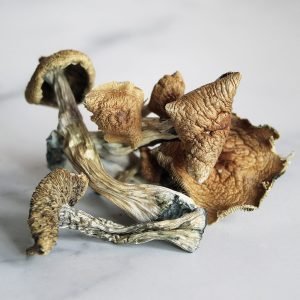Buy dried Golden Teacher magic mushrooms for sale online Australia to experience potent natural exploration. Buy these distinct golden-capped magic mushrooms for sale online Australia for convenient cerebral discovery. Buy cluster-grown Golden Teacher mushrooms for sale online Australia for efficient home microdosing results.