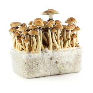 Buy golden teacher mushroom grow kit for sale online Australia to easily harvest potent fungi at home. Buy golden teacher mushroom grow kit for sale online Australia showcasing dense golden caps in a clear plastic tub. Buy golden teacher mushroom grow kit for sale online Australia featuring rich golden-brown mushrooms for fast home cultivation.