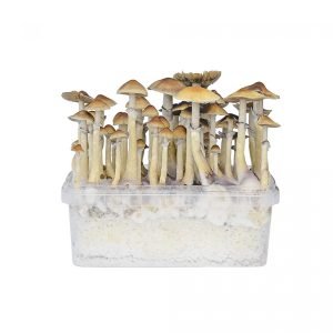 Buy Hawaii mushroom grow kit for sale online Australia to easily harvest fresh fungi at home. Buy Hawaii mushroom grow kit for sale online Australia featuring clear container design for quick viewing. Buy Hawaii mushroom grow kit for sale online Australia with dense cluster setup for maximum yields.