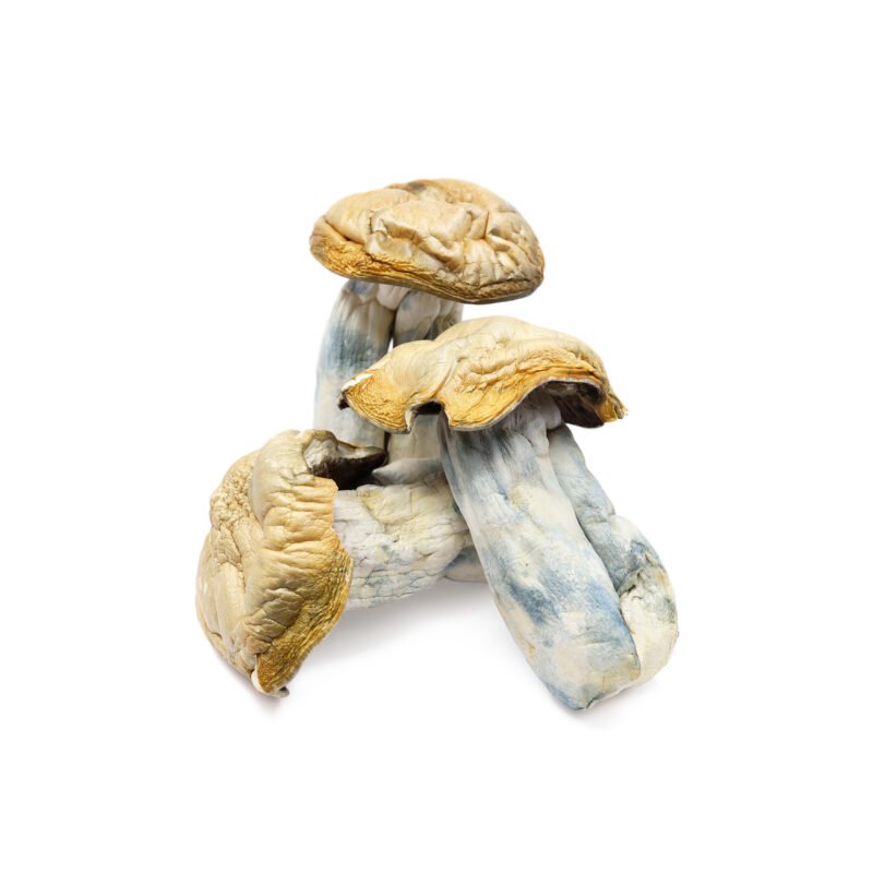 Buy Hillbilly Magic Mushrooms In USA Online.