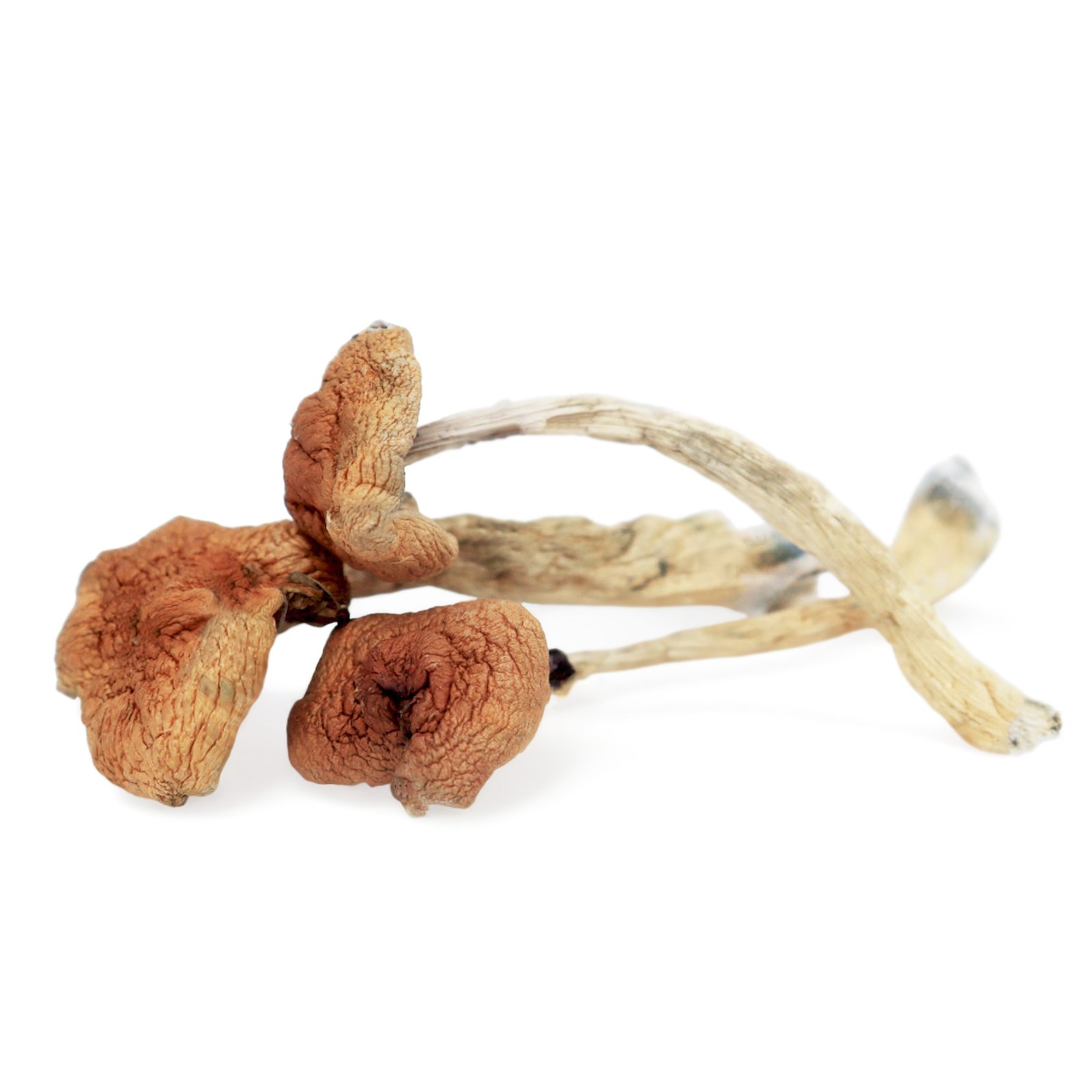 Buy Malabar Magic Mushrooms Online USA