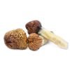 Mazatapec Magic Mushrooms For Sale in USA