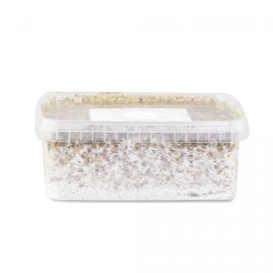 Buy this Mazatapec mushroom grow kit for sale online Australia to enjoy easy home cultivation in a clear plastic container. Buy the Mazatapec mushroom grow kit for sale online Australia featuring visible white mycelium for rapid harvest success. Buy our clear Mazatapec mushroom grow kit for sale online Australia to experience reliable yields with colonised substrate.