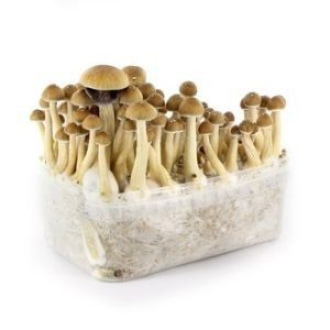 Buy Mazatapec mushroom grow kit for sale online Australia to easily harvest fresh fungi at home. Buy Mazatapec mushroom grow kit for sale online Australia featuring a plastic tub for effortless cultivation. Buy Mazatapec mushroom grow kit for sale online Australia to enjoy homegrown thin-stemmed mushrooms quickly.