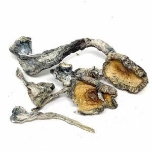 Buy Blue Meanie magic mushrooms for sale online Australia in a crisp flat-lay shot to enjoy potent dried fungal effects. Buy dried Blue Meanie magic mushrooms for sale online Australia to experience reliable natural benefits from this fungi. Buy Blue Meanie magic mushrooms for sale online Australia in a clean white studio view to ensure easy dosage control.