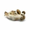 Buy dried Melmac magic mushrooms for sale online Australia to experience reliable potency in every golden cluster. Buy Melmac magic mushrooms for sale online Australia in a focused isolated studio shot for easy dosage measurement. Buy potent Melmac magic mushrooms for sale online Australia featuring thick stems for a longer lasting experience.