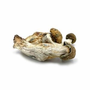 Buy dried Melmac magic mushrooms for sale online Australia to experience reliable potency in every golden cluster. Buy Melmac magic mushrooms for sale online Australia in a focused isolated studio shot for easy dosage measurement. Buy potent Melmac magic mushrooms for sale online Australia featuring thick stems for a longer lasting experience.