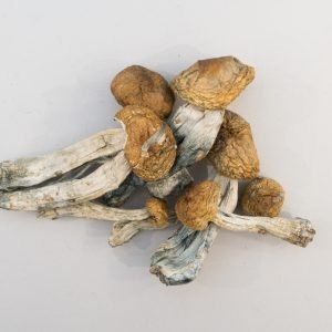 Buy dried Big Mex mushroom clusters for sale online Australia to experience potent natural wellness benefits. Buy white background Big Mex mushroom clusters for sale online Australia to enjoy convenient home health relief. Buy dried Big Mex mushroom cluster photography for sale online Australia for premium botanical medicinal support.