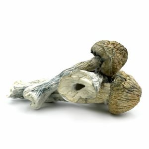 Buy Thrasher Magic Mushrooms online in Australia