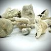 Buy dried White Teacher magic mushrooms for sale online USA in a flat lay to enjoy potent long-lasting effects. Buy white dried Teacher magic mushrooms for sale online USA featuring a clean aesthetic for easy dosing use. Buy these dried white Teacher magic mushrooms for sale online USA to experience reliable natural wellness benefits.