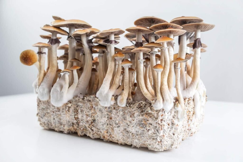 Magic Mushroom Growing Kits For Sale In Australia