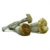 Buy Yeti magic mushrooms for sale online USA featuring thick fibrous stems for a potent and consistent dose. Buy dried Yeti magic mushrooms for sale online USA to enjoy a reliable experience with our robust white cap strain. Buy Yeti magic mushrooms for sale online USA showcasing distinct light brown caps for a pure natural trip.