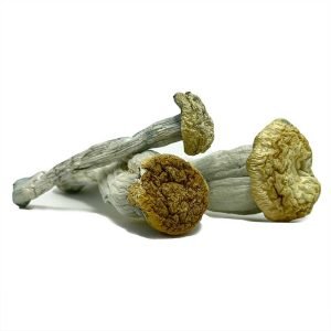 Buy Yeti magic mushrooms for sale online Australia featuring thick fibrous stems for a potent and consistent dose. Buy dried Yeti magic mushrooms for sale online Australia to enjoy a reliable experience with our robust white cap strain. Buy Yeti magic mushrooms for sale online Australia showcasing distinct light brown caps for a pure natural trip.