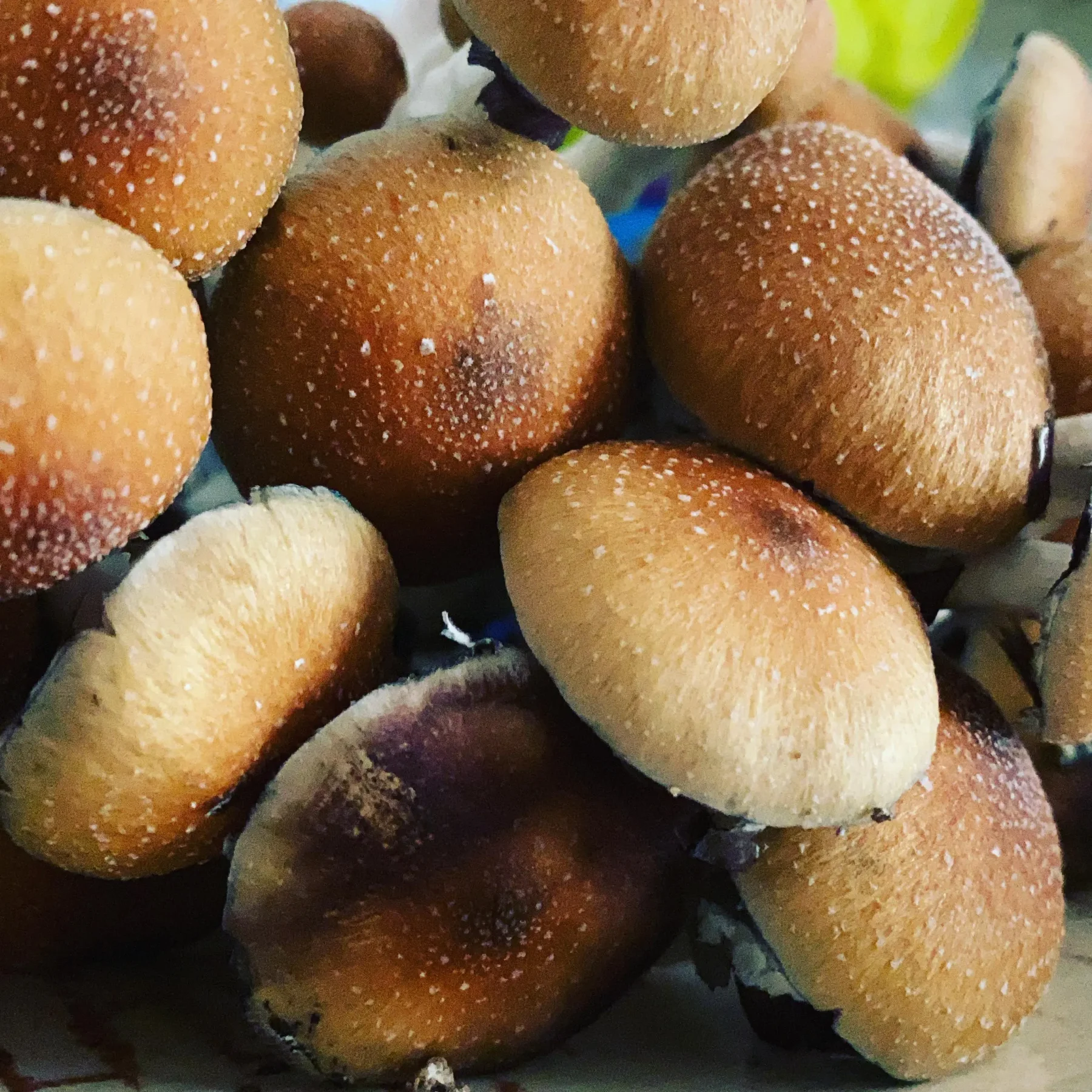 Koh Samui Mushrooms | News Koh Samui Magic Mushrooms, Koh Samui Mushrooms, Thailand Mushrooms, Thai Mushrooms , Thai Koh Samui Mushrooms