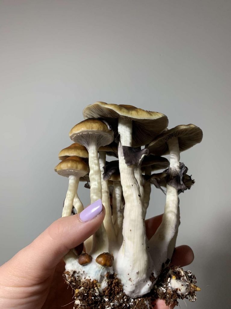 Koh Samui Mushrooms 2 | News Koh Samui Magic Mushrooms, Thai Mushrooms, Mushrooms medical benefits , Koh Samui Mushrooms uses
