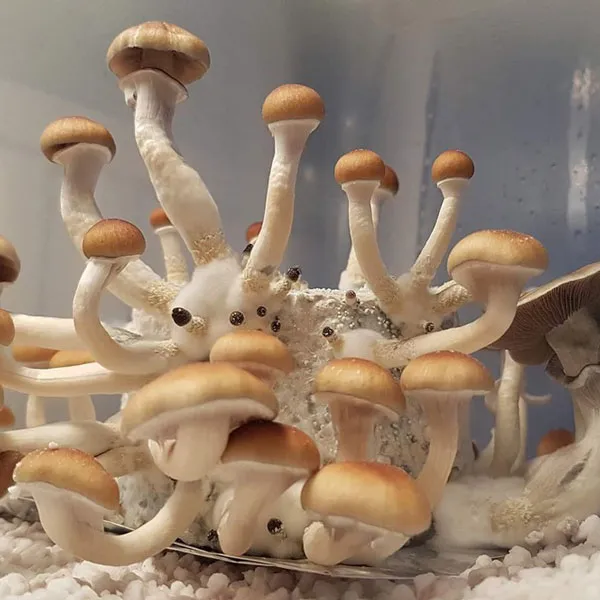 Koi | News Koh Samui Magic Mushrooms, Thai Mushrooms , Koh Samui Mushrooms, Thailand Mushrooms