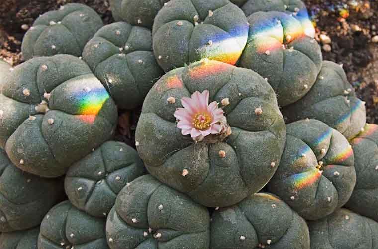 Buy Mescaline for sale online Australia to experience vibrant natural visuals. Buy this close-up Mescaline banner for sale online Australia to enjoy stunning floral details. Buy sunshine lit Mescaline for sale online Australia to admire vivid cacti growth.
